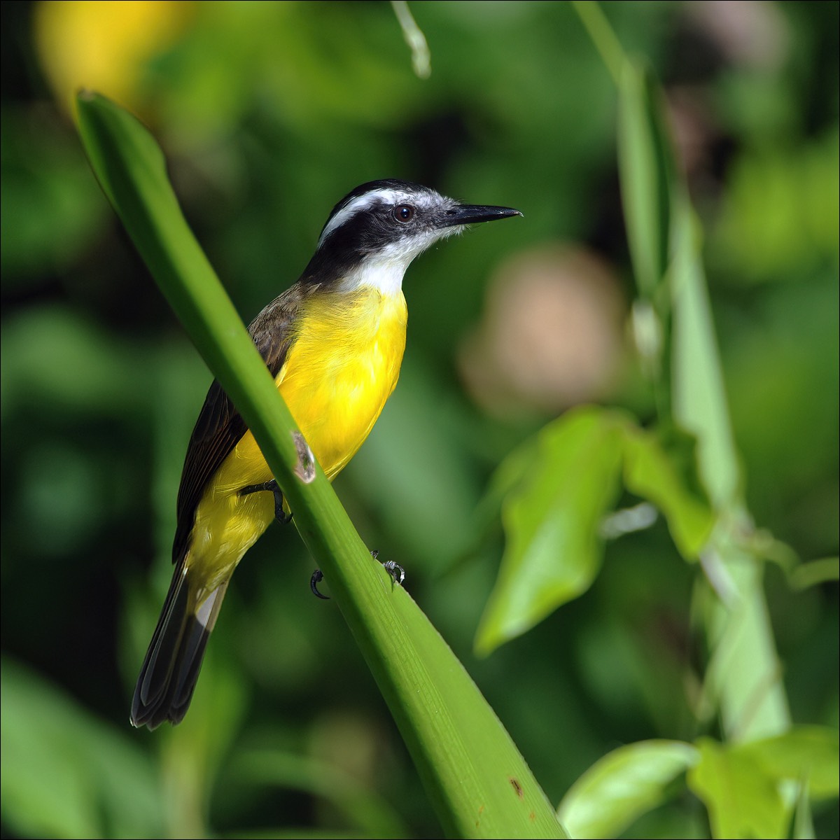 Lesser Kiskadee (Kleine Kiskadee)