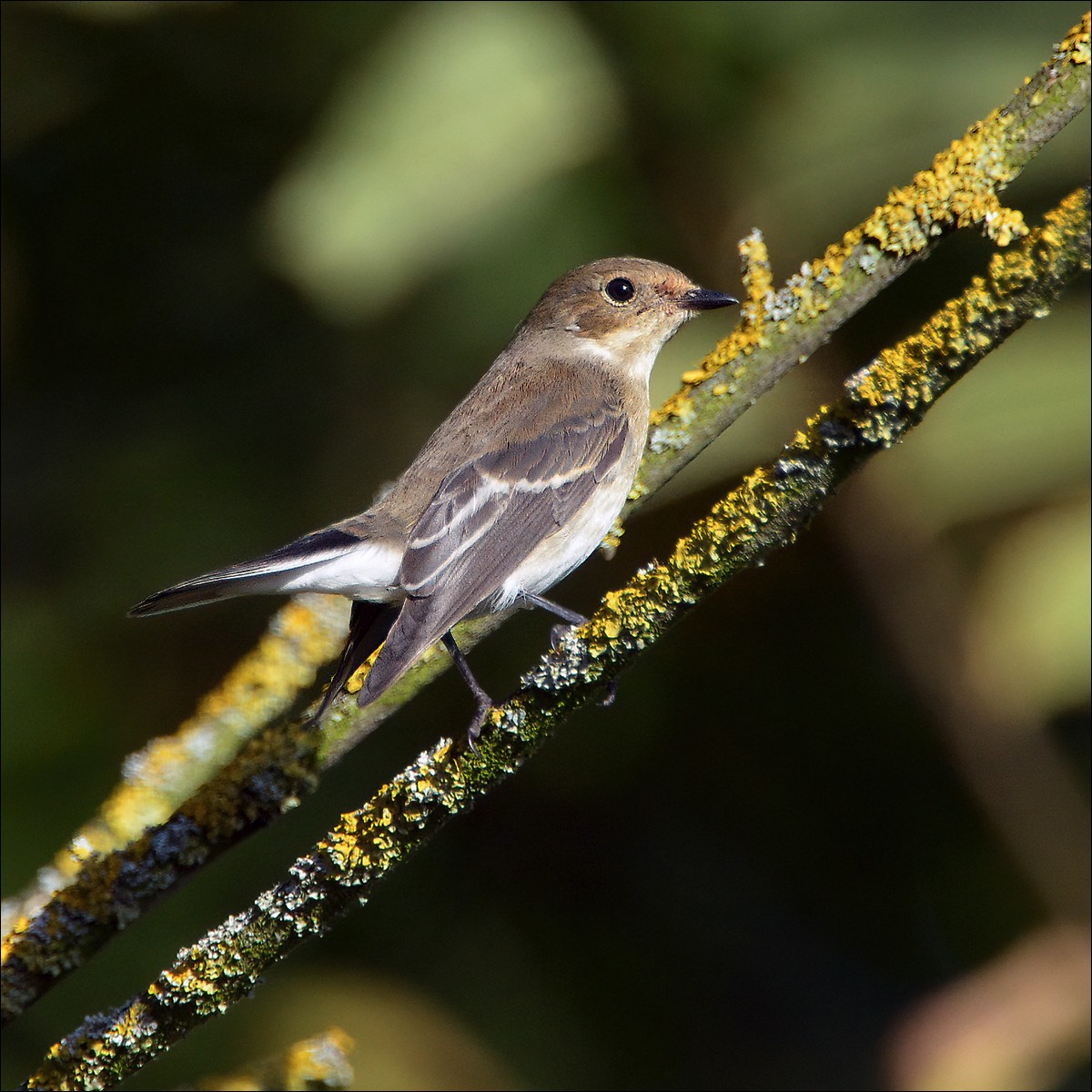 European Pied Flycatcher (Bonte Vliegenvanger)