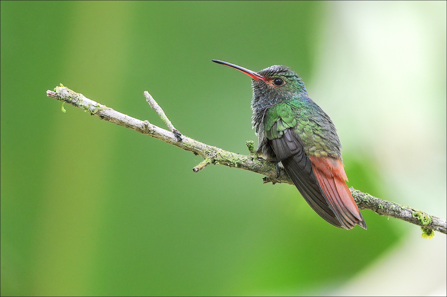 Rufous-tailed Hummingbird (Roodstaartamazilia)