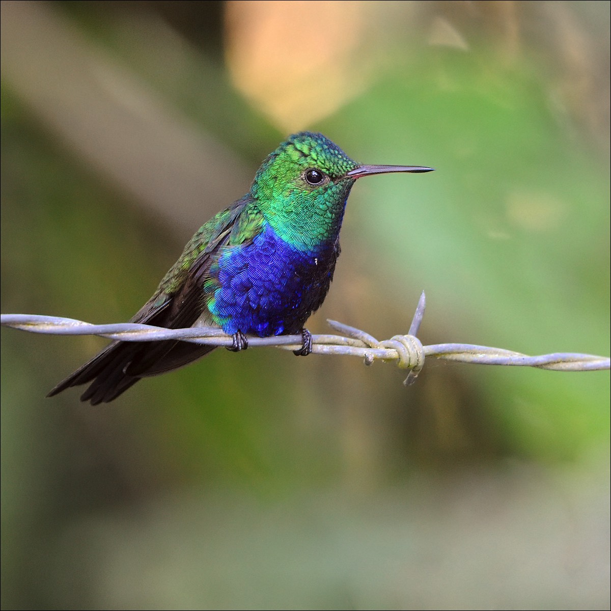 Violet-bellied Hummingbird (Paarsbuikkolibri)