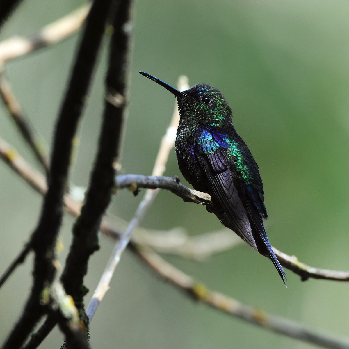 Violet-crowned Woodnymph (Kroonbosnimf)