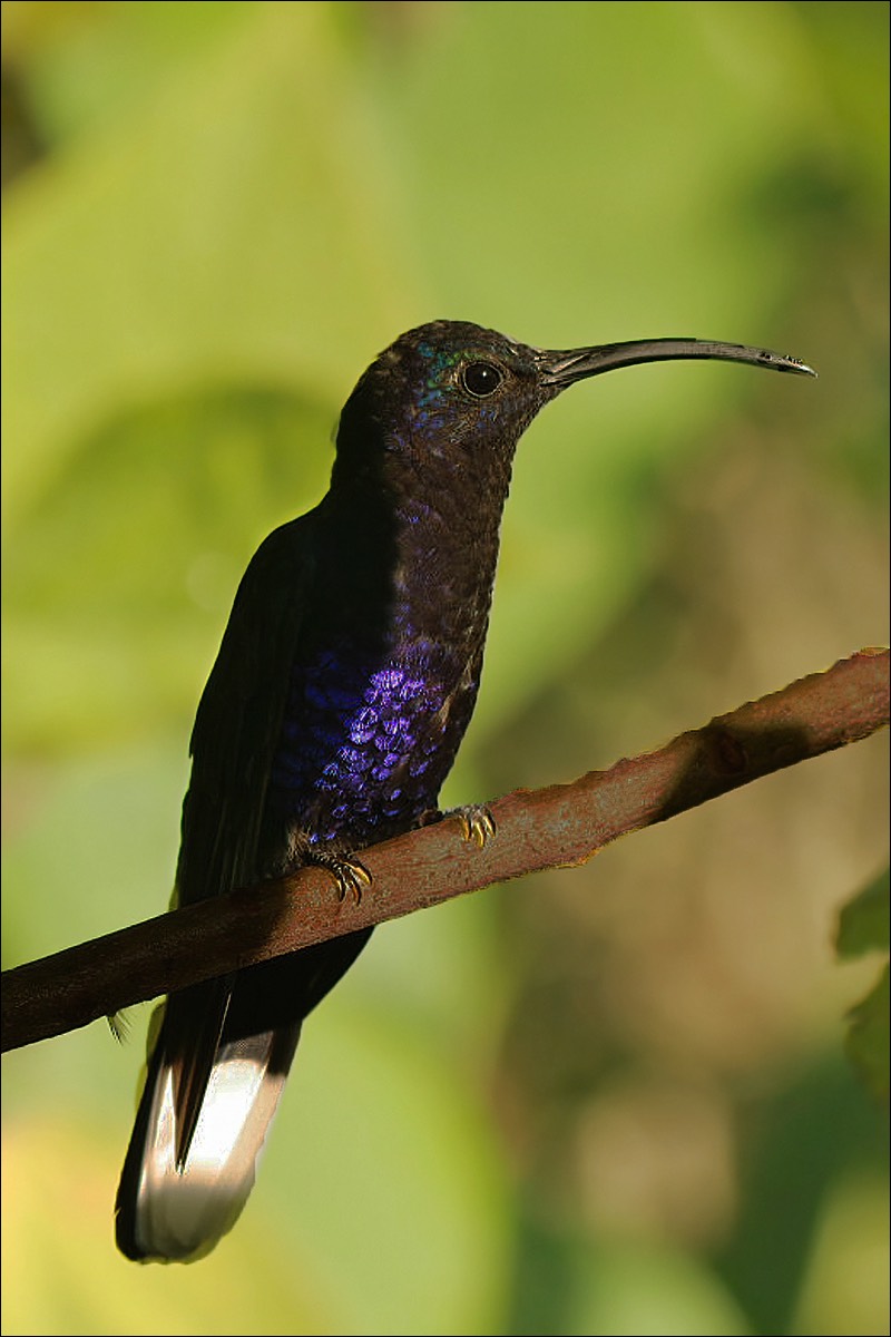 Violet Sabrewing (Violette Sabelvleugel)