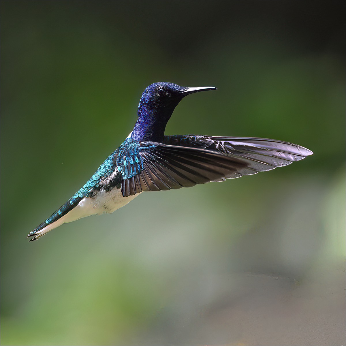 White-necked Jacobin (Witnekkolibri)