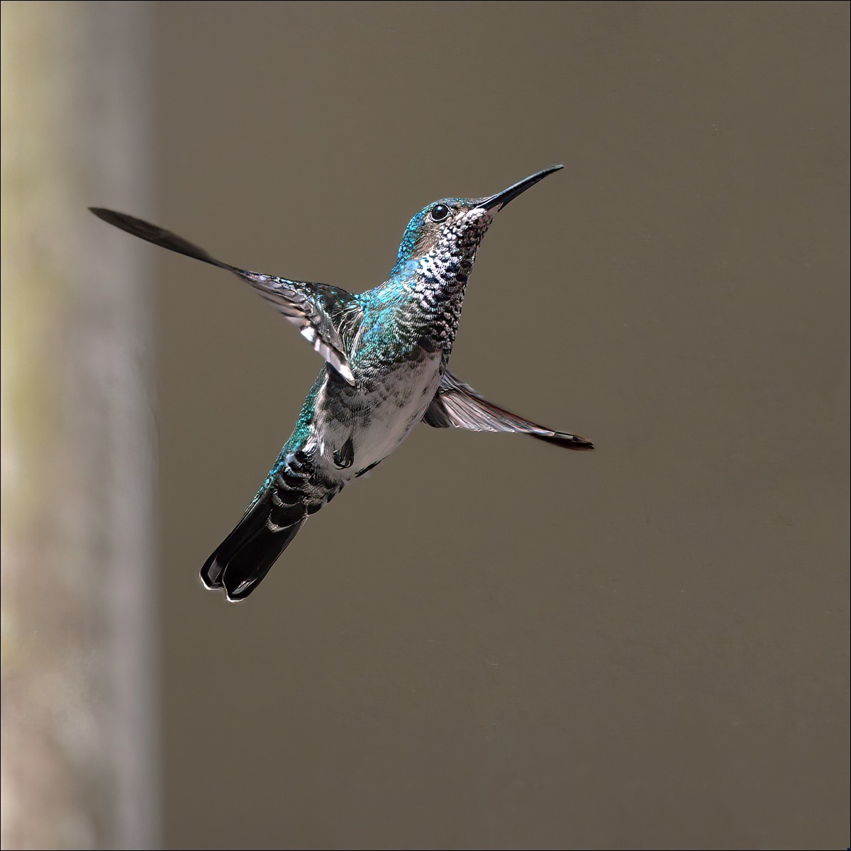 White-necked Jacobin (Witnekkolibri)