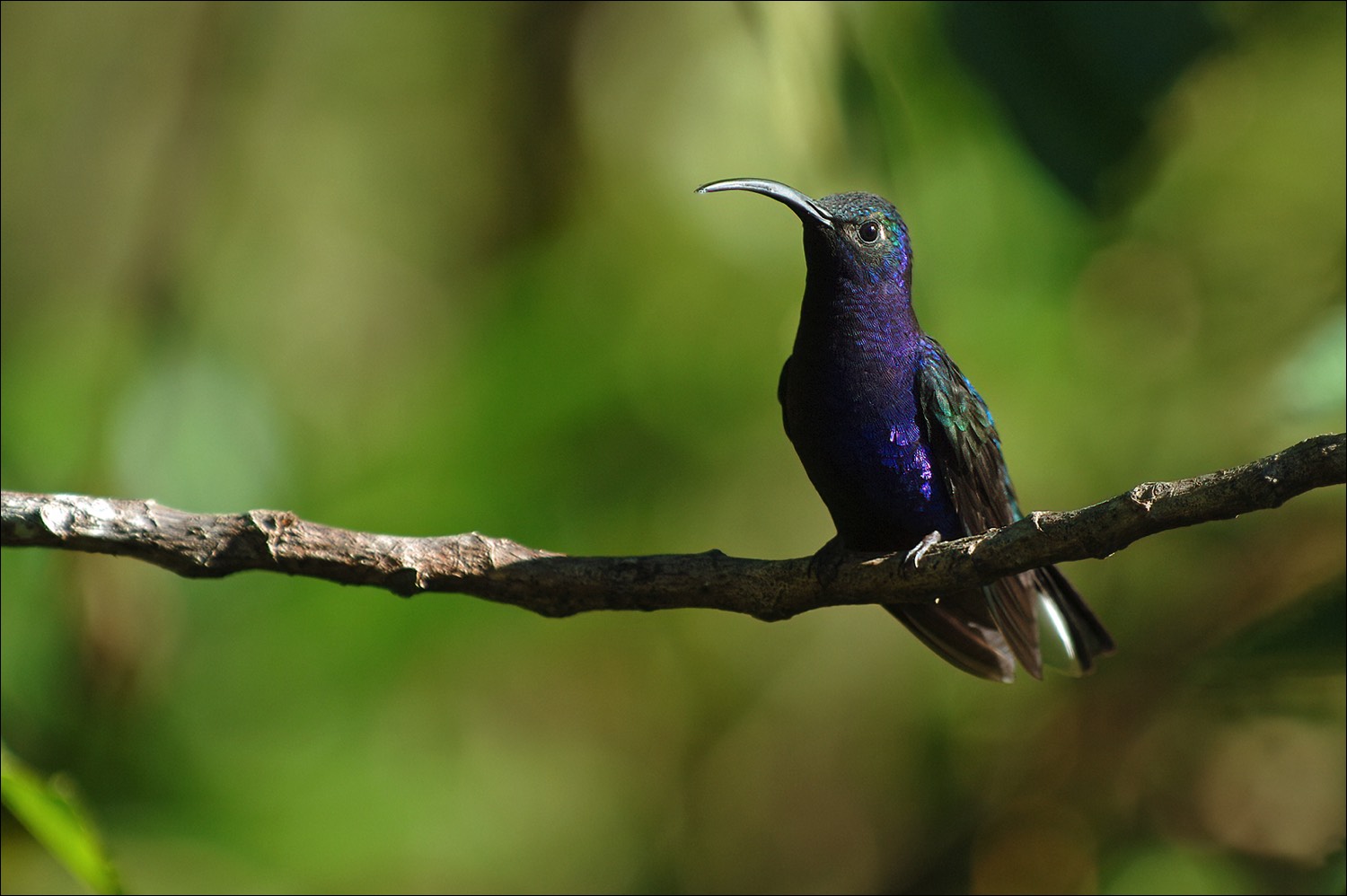 Violet Sabrewing (Violette Sabelvleugel)