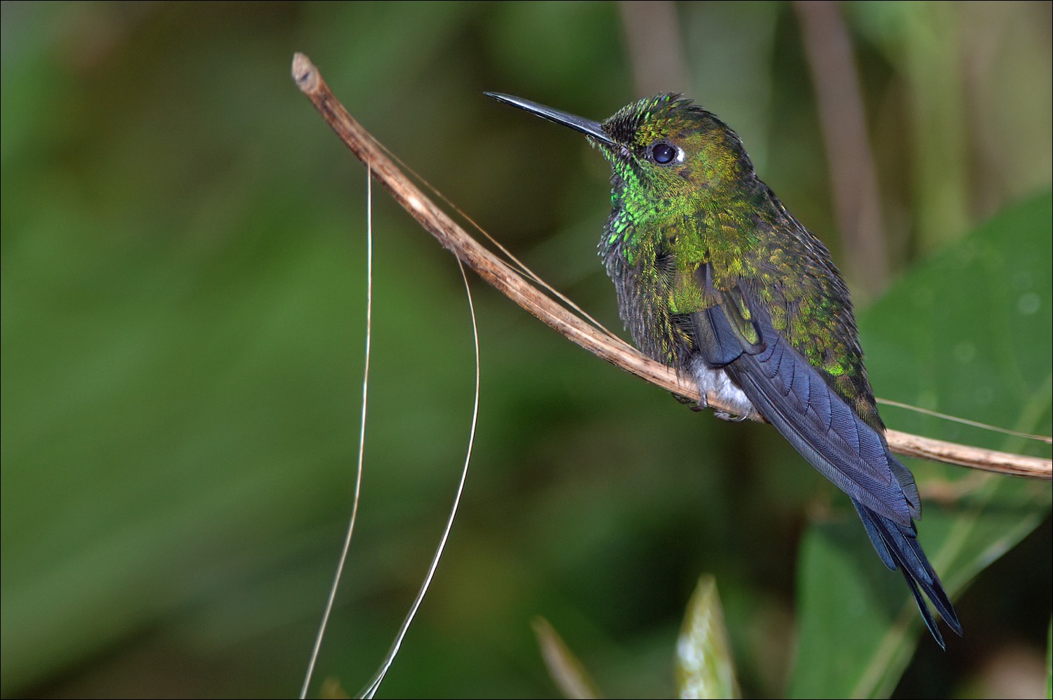 Green-crowned Briljant (Groenkruin-briljantkolibri)