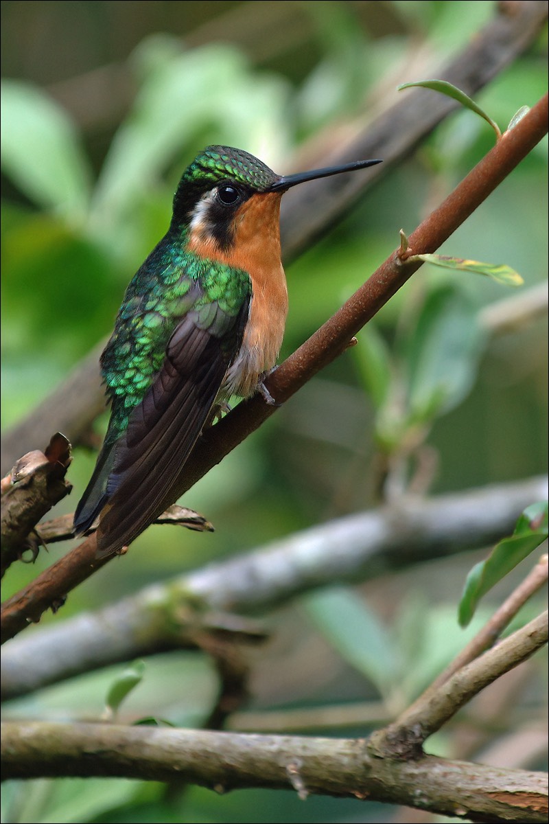 Purple-throated Mountain-gem (Purperkeel-juweelkolibri)