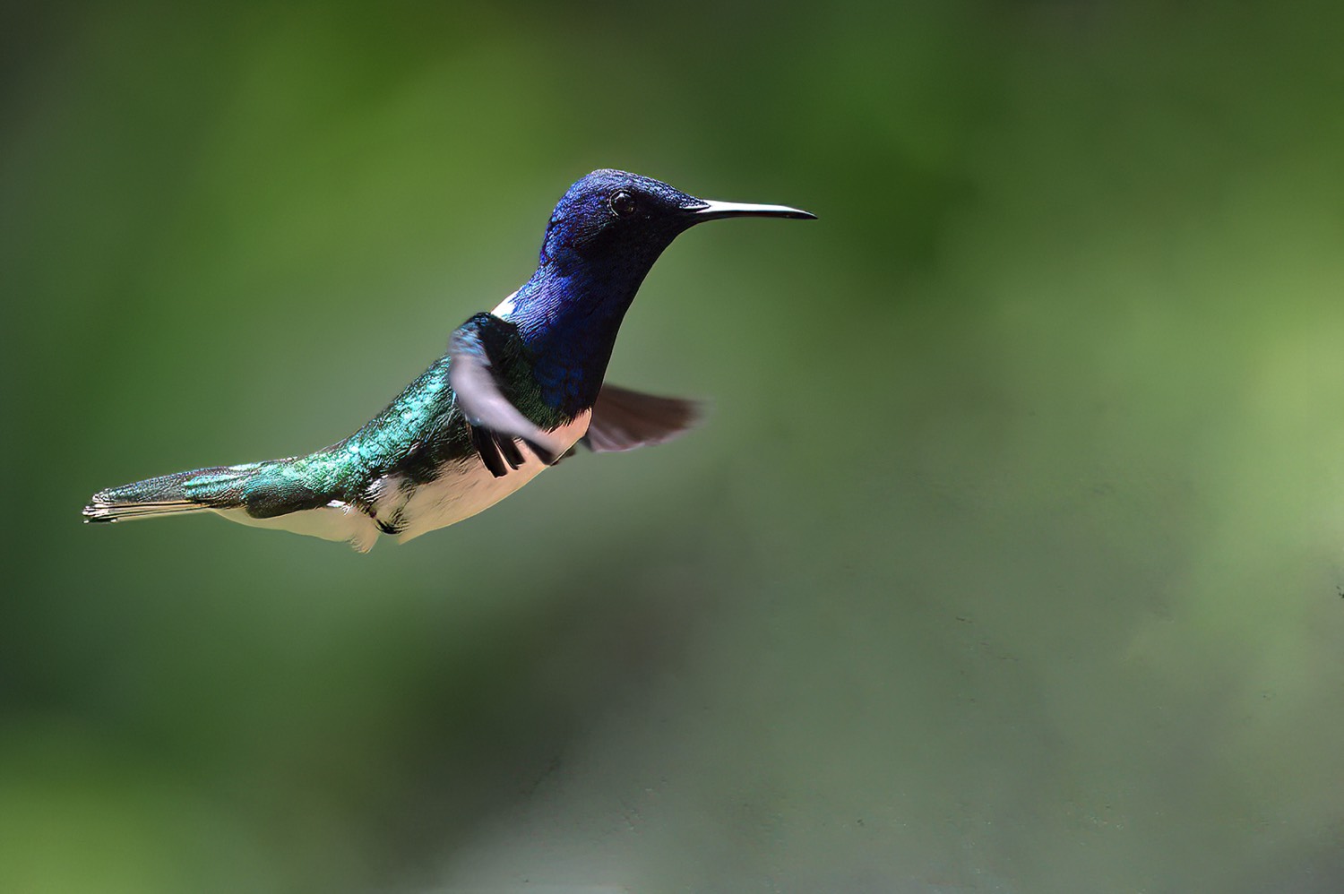 White-necked Jacobin (Witnekkolibri)