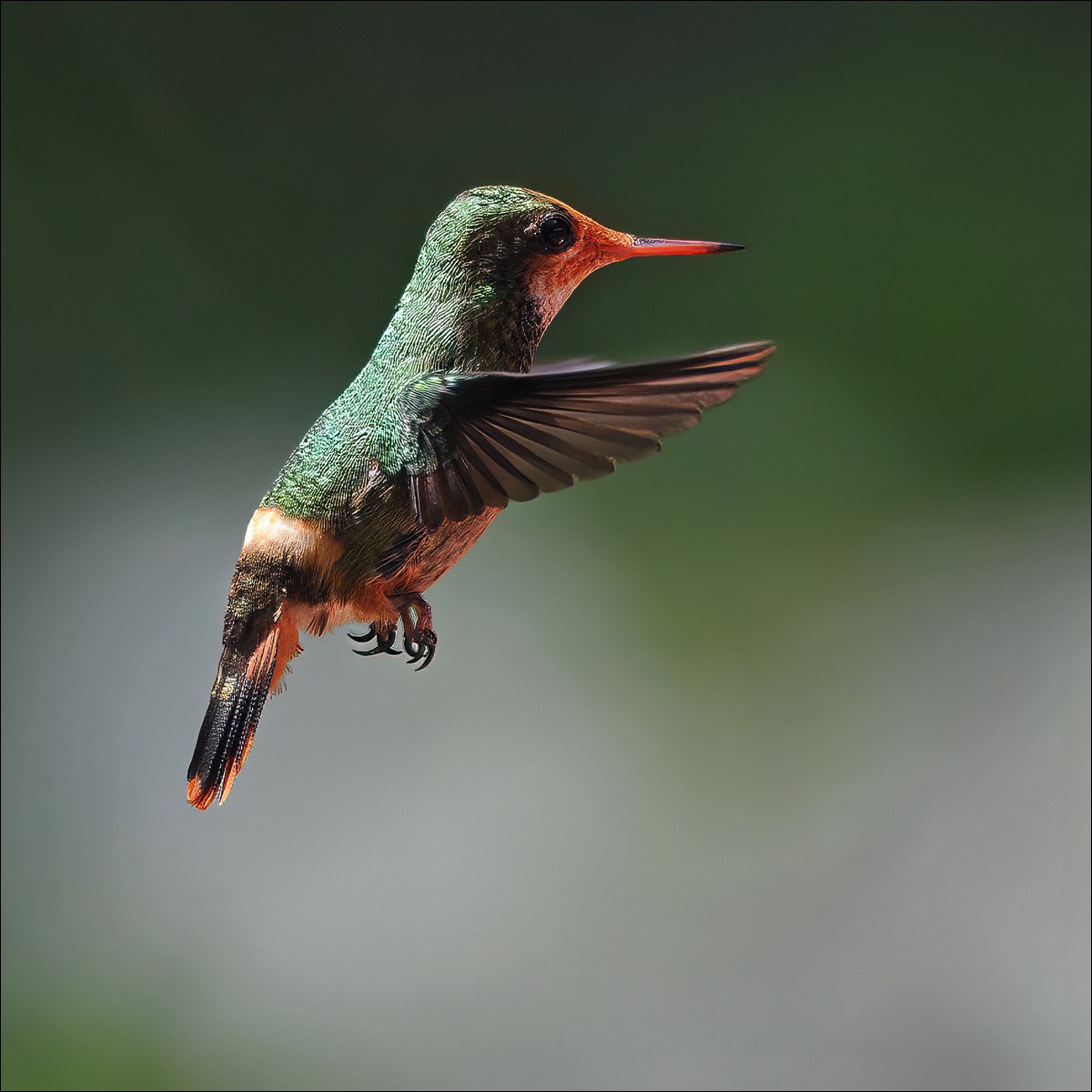 Tufted Coquette (Gekuifde Koketkolibri)