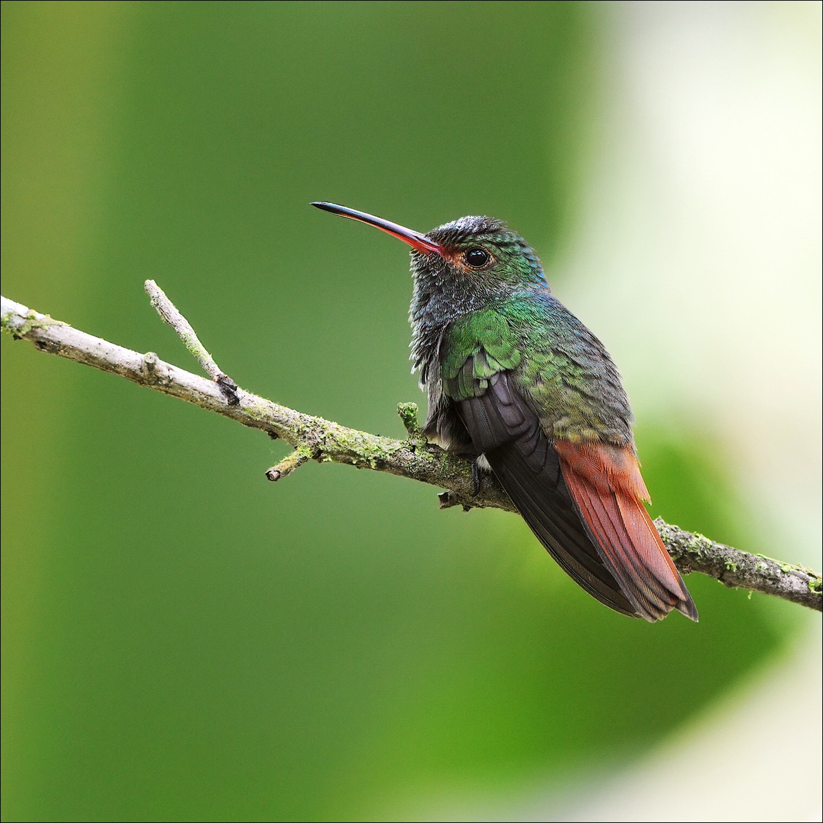 Rufous-tailed Hummingbird (Roodstaartamazilia)