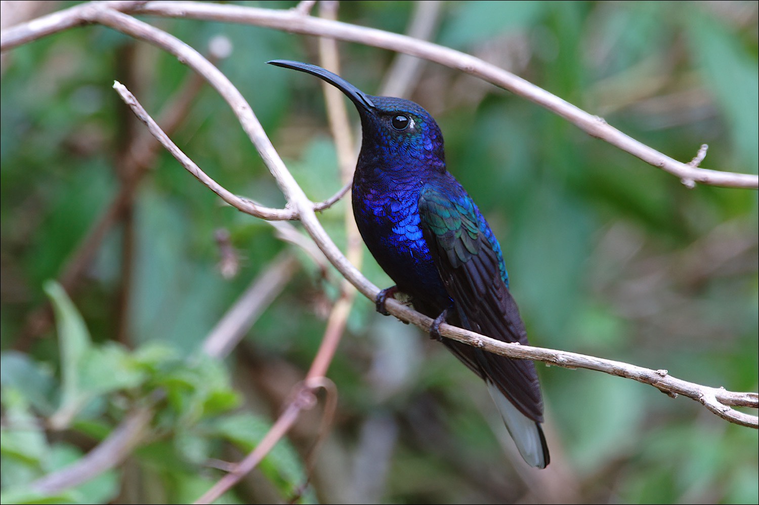 Violet Sabrewing (Violette Sabelvleugel)