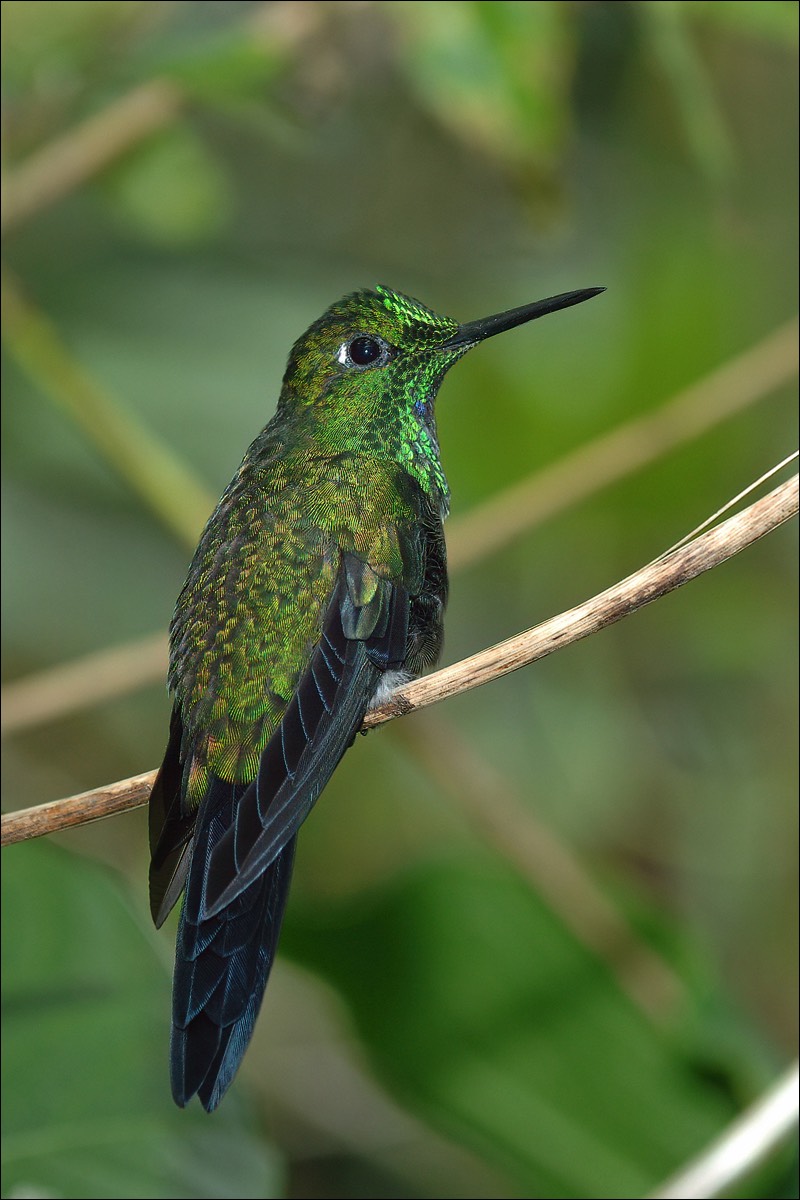 Green-crowned Briljant (Groenkruin-briljantkolibri)