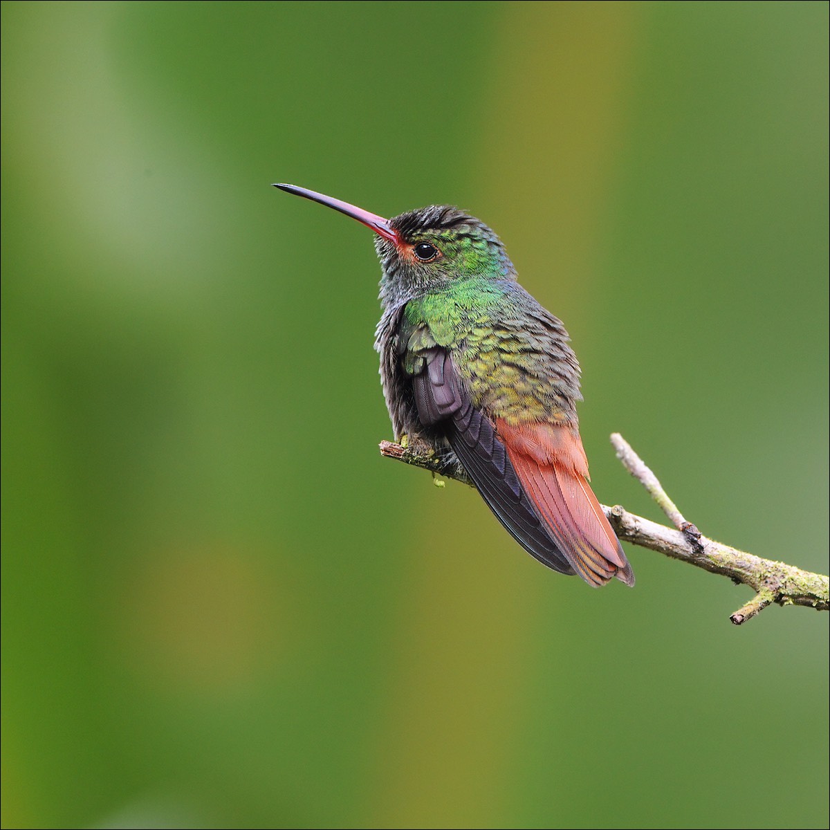 Rufous-tailed Hummingbird (Roodstaartamazilia)