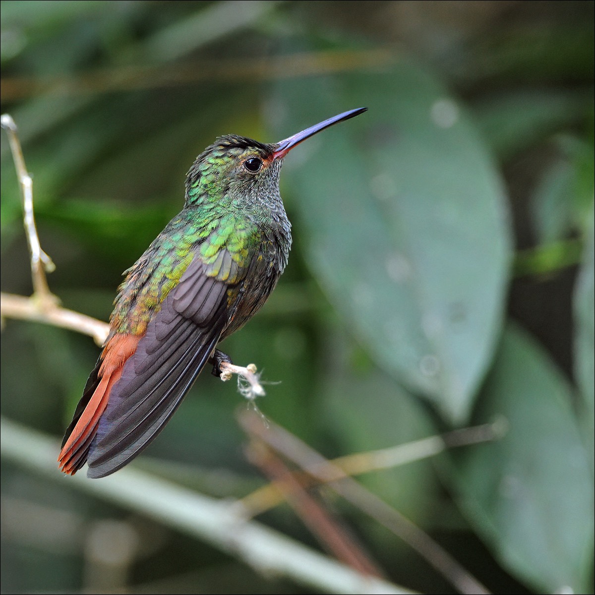 Rufous-tailed Hummingbird (Roodstaartamazilia)