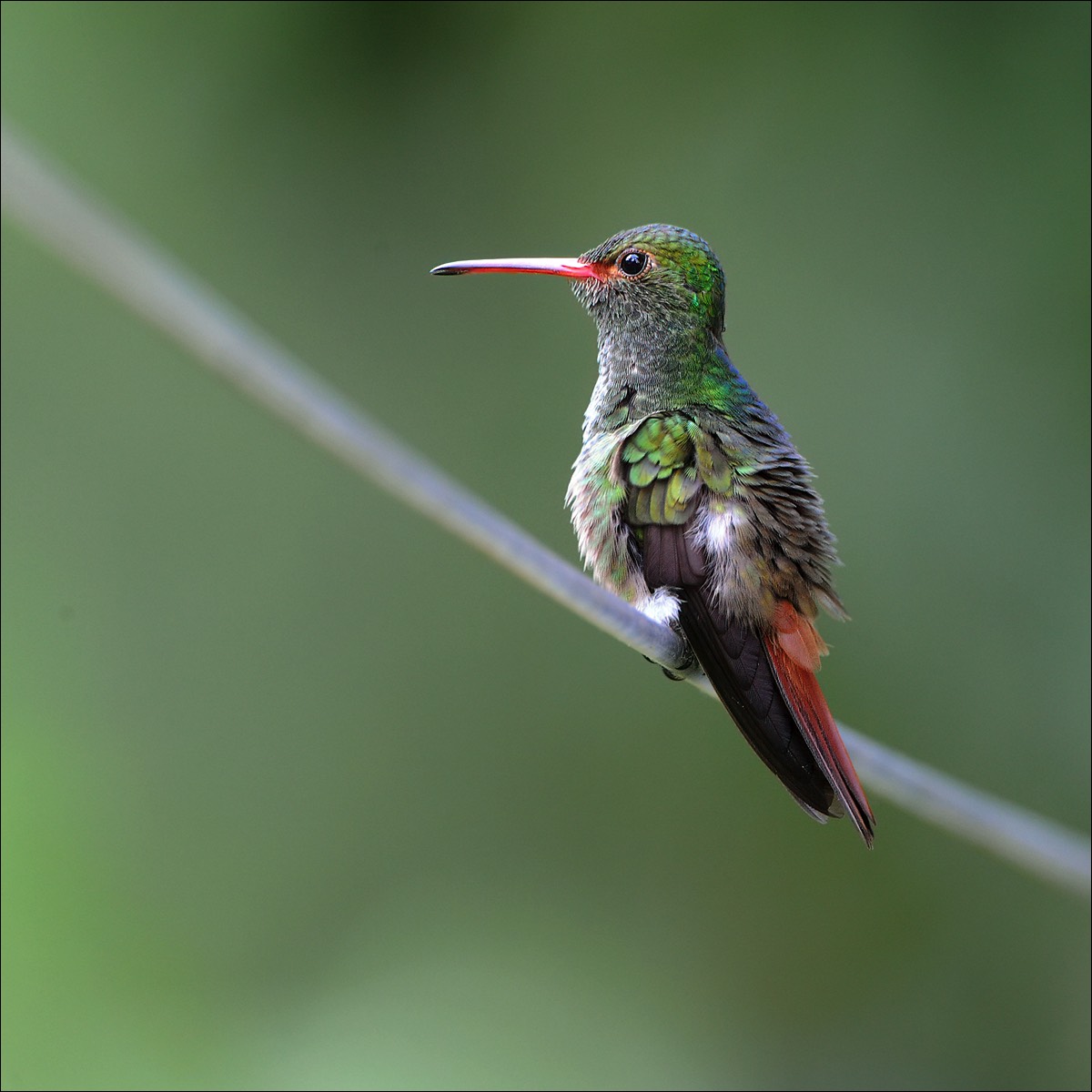 Rufous-tailed Hummingbird (Roodstaartamazilia)