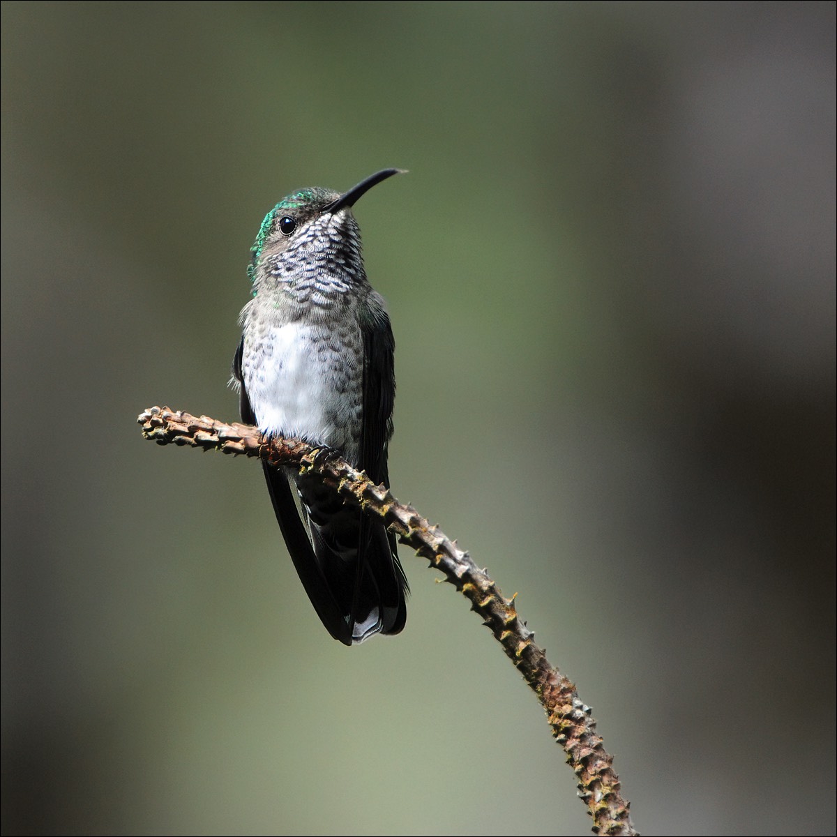 Violet-crowned Woodnymph (Kroonbosnimf)