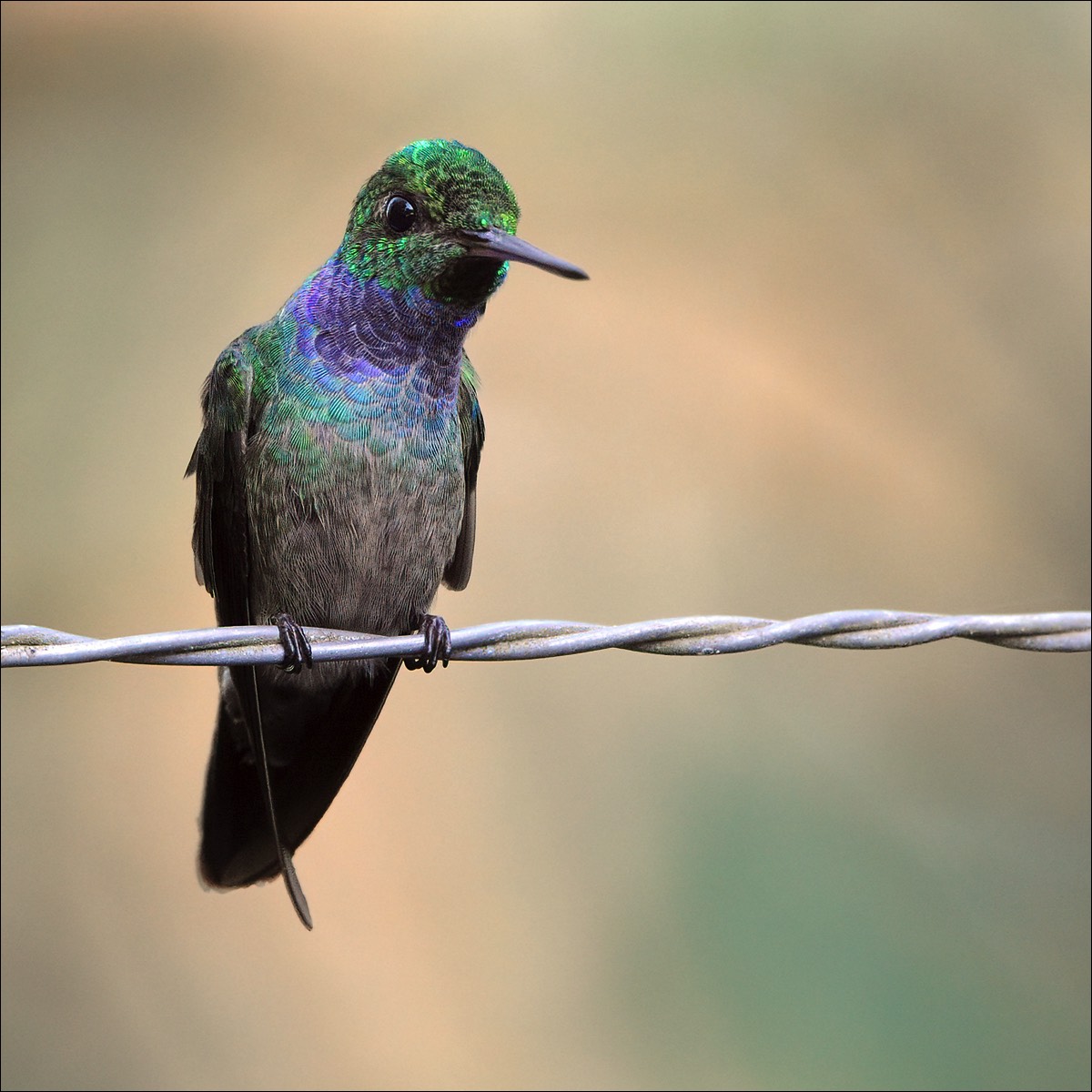 Blue-chested Hummingbird (Blauwbuikamazilia)