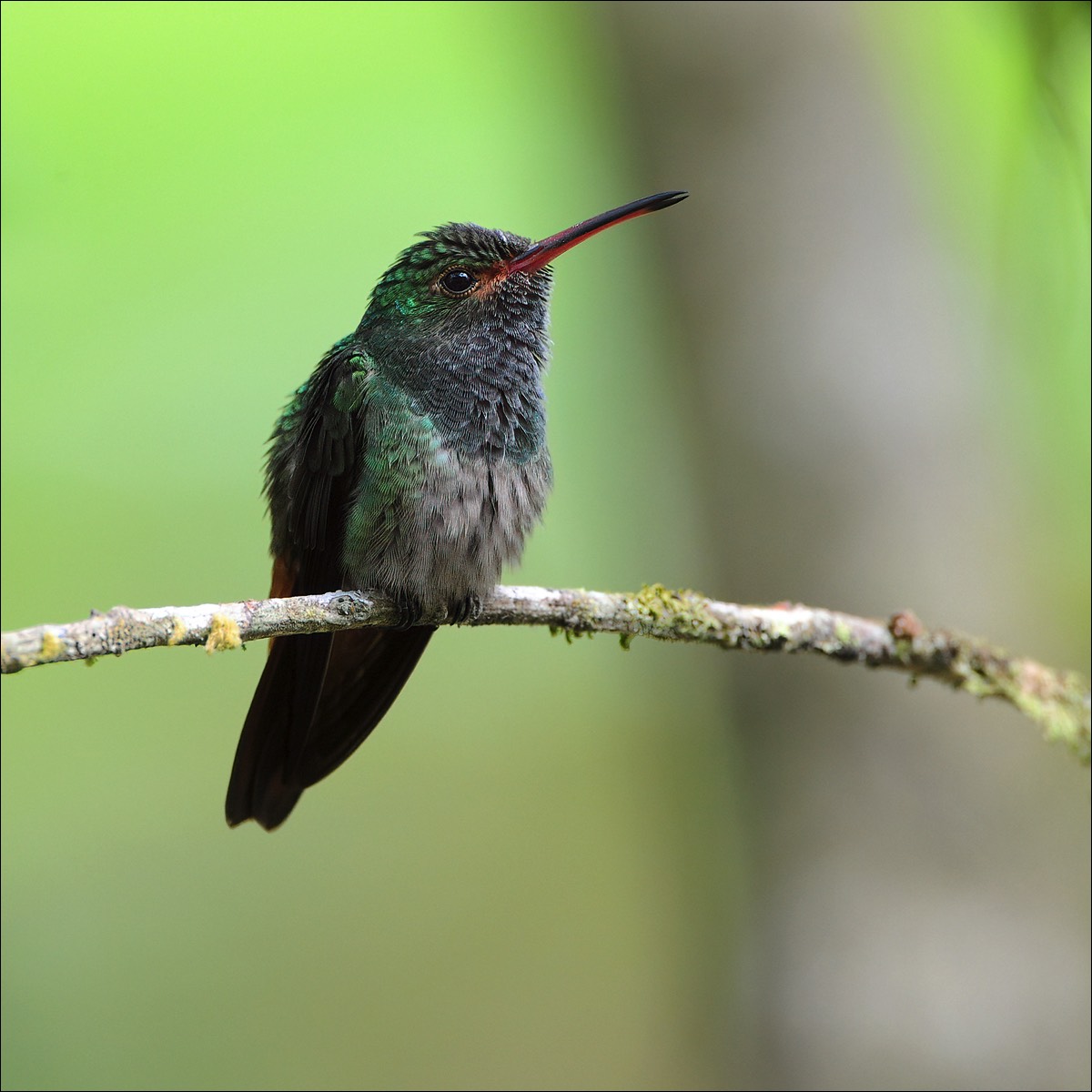 Rufous-tailed Hummingbird (Roodstaartamazilia)