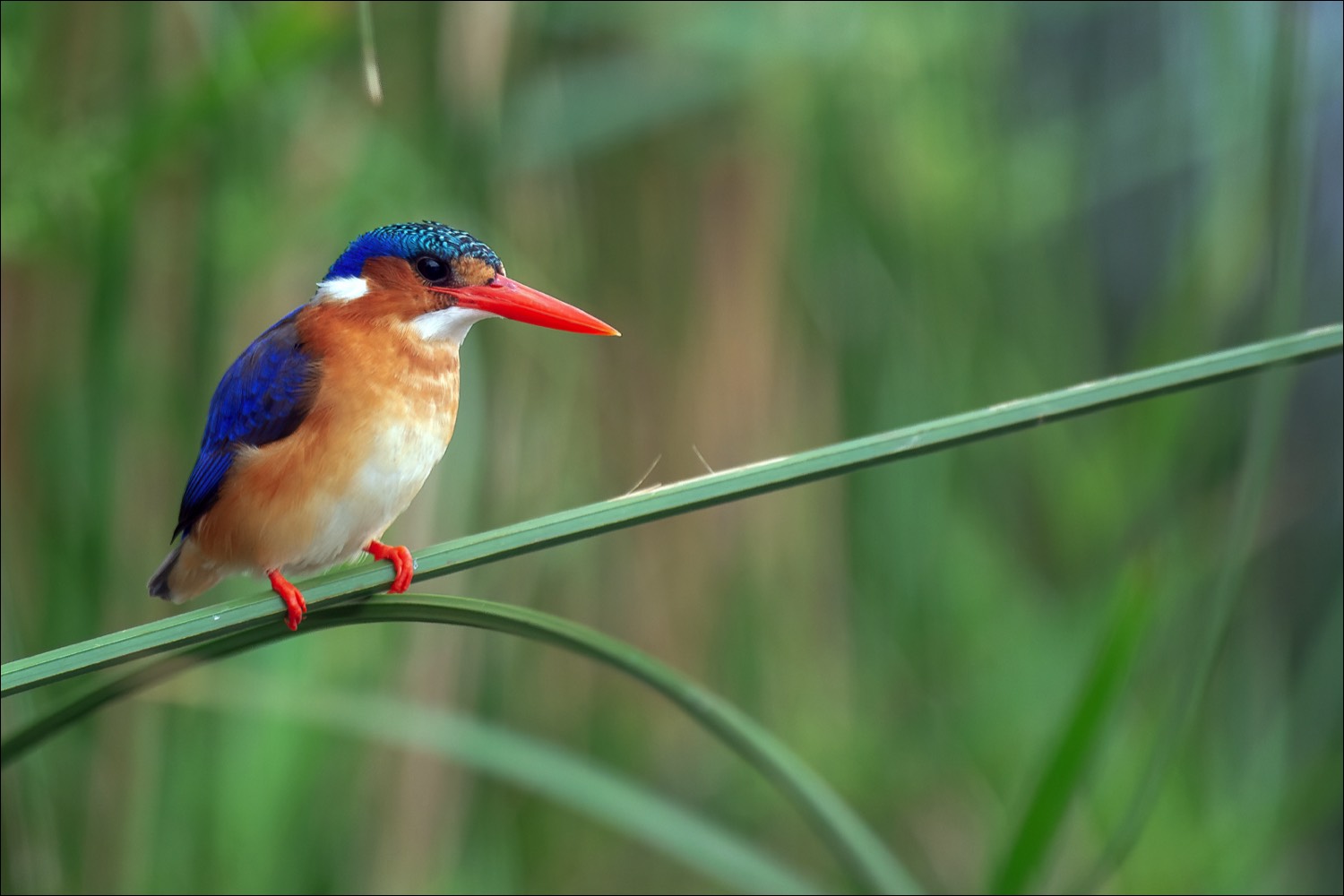 Malachite Kingfisher (Malachietijsvogel)