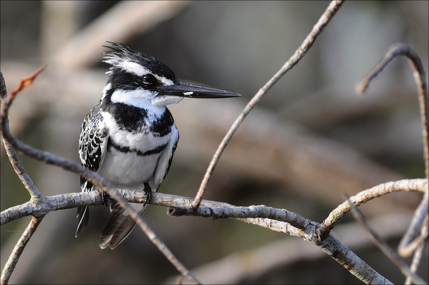 Pied Kingfisher (Bonte ijsvogel)