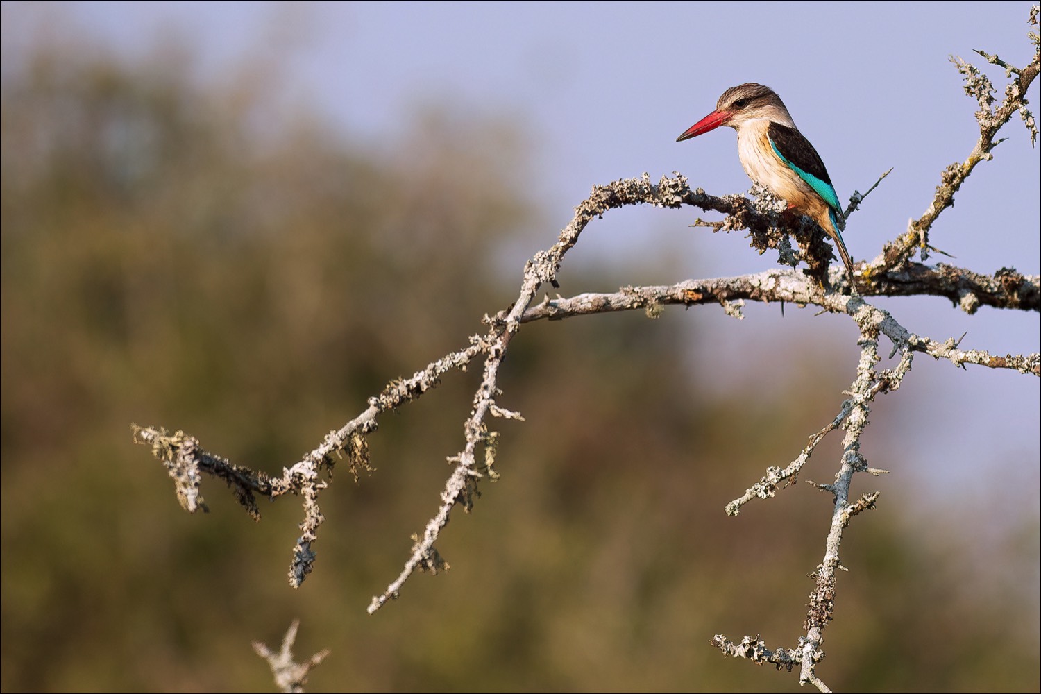 Brown-hooded Kingfisher (Bruinkapijsvogel)