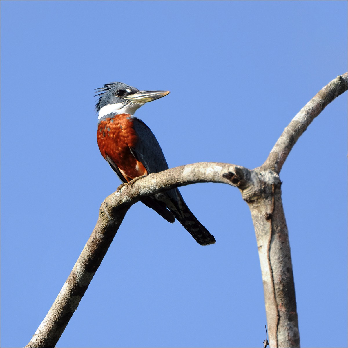 Ringed kingfisher (Amerikaanse Reuzenijsvogel)