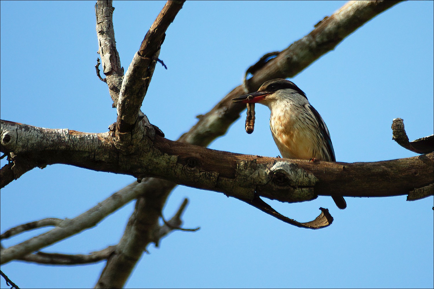 Striped Kingfisher (Gestreepte Ijsvogel)