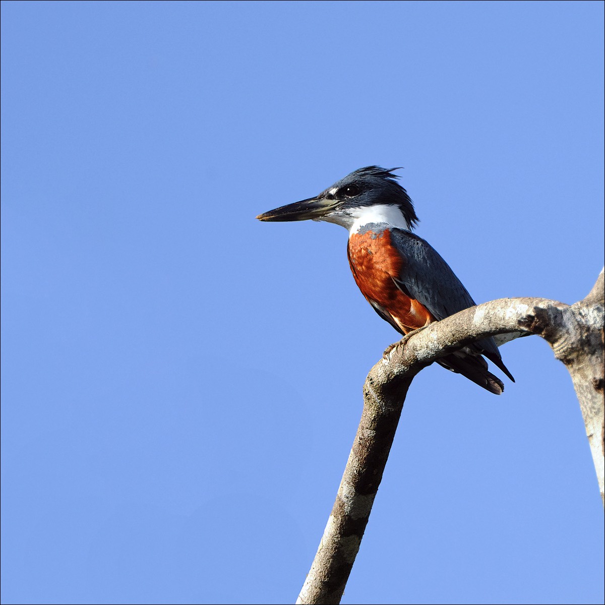 Ringed kingfisher (Amerikaanse Reuzenijsvogel)