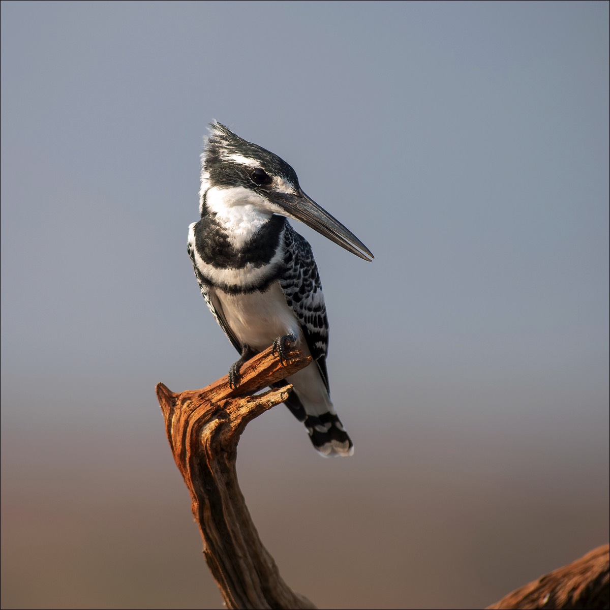 Pied Kingfisher (Bonte ijsvogel)