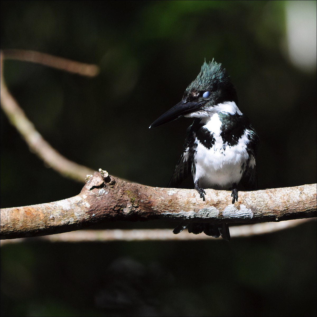 Malachite Kingfisher (Malachietijsvogel)