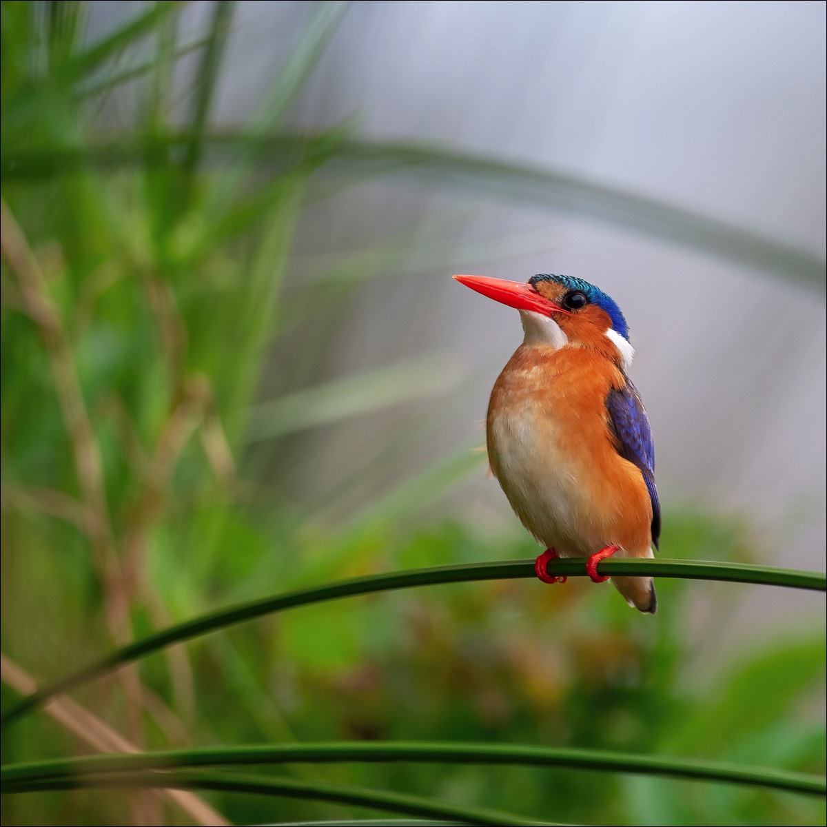 Malachite Kingfisher (Malachietijsvogel)