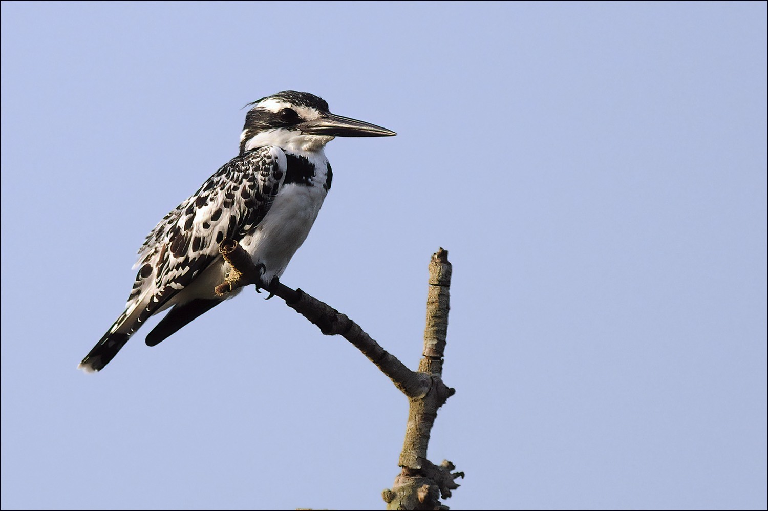 Pied Kingfisher (Bonte ijsvogel)