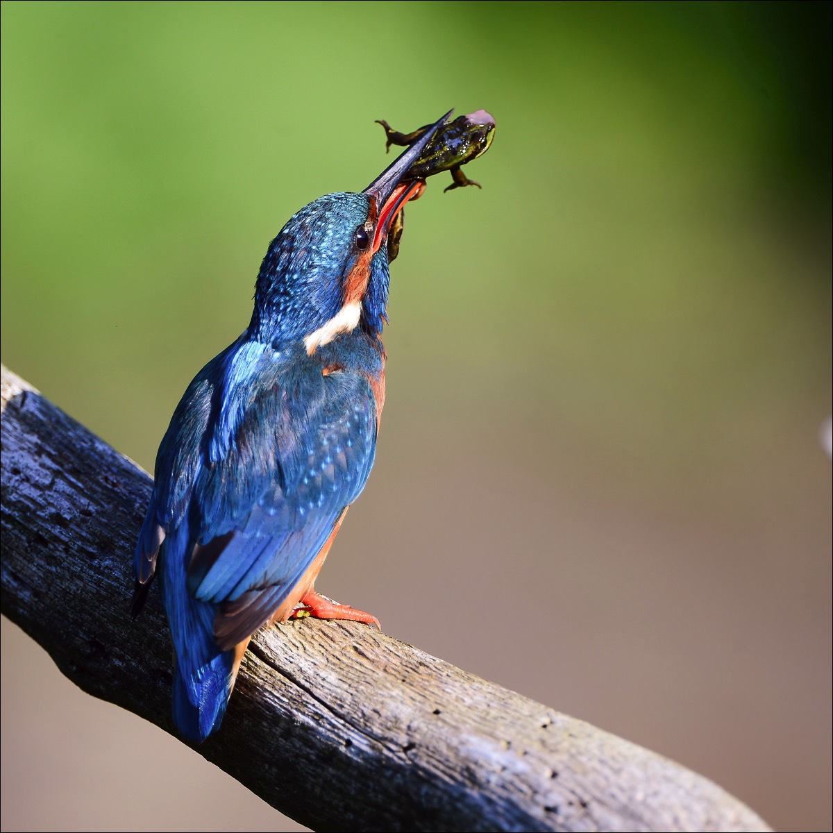 Common Kingfisher (Ijsvogel)