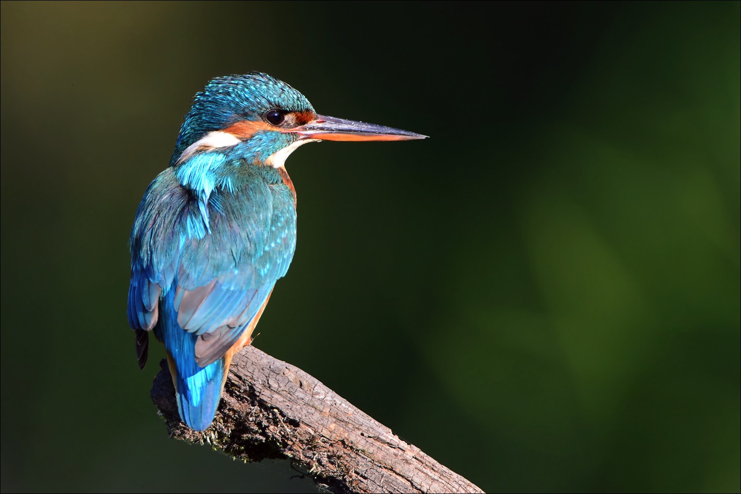 Common Kingfisher (Ijsvogel)