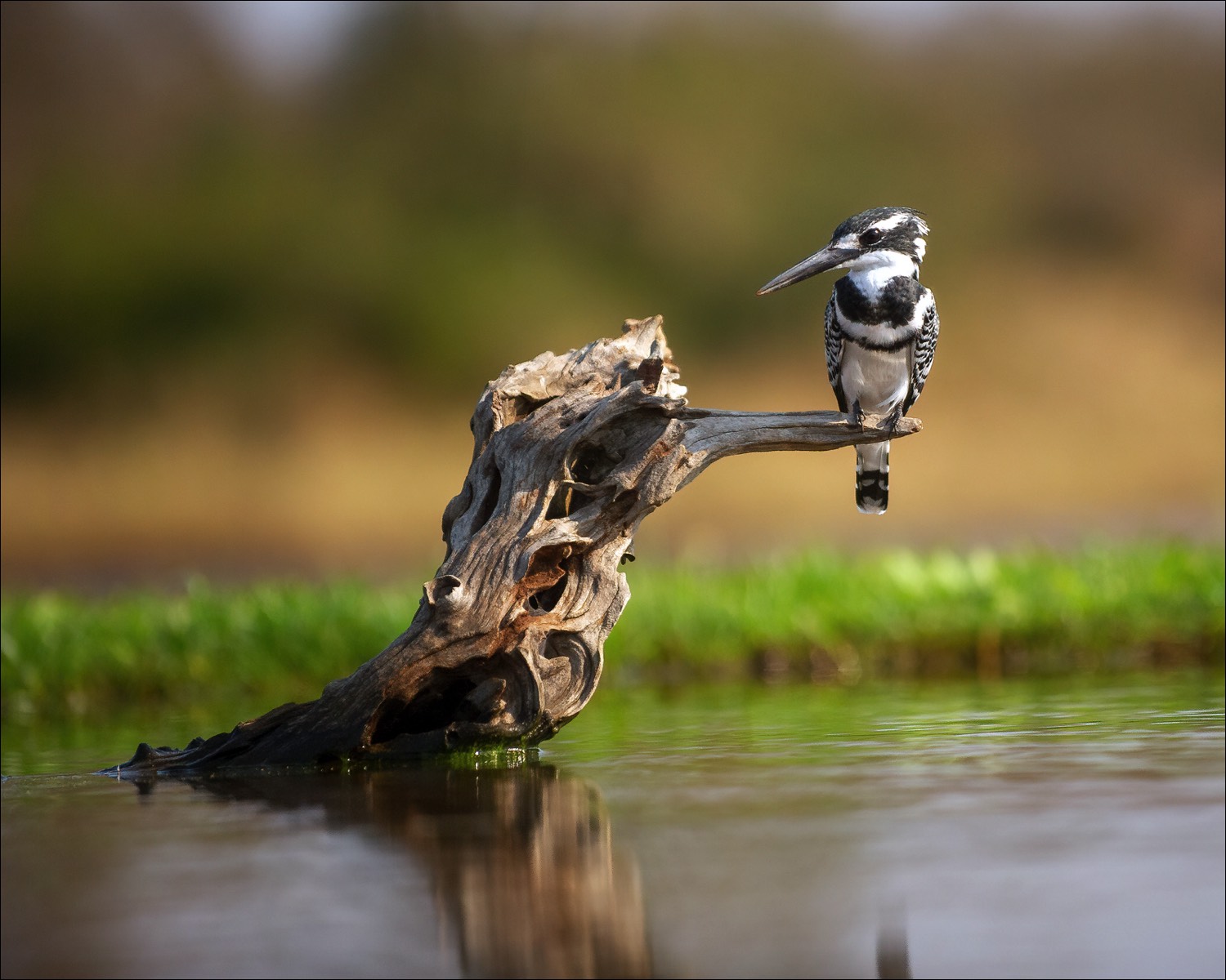 Pied Kingfisher (Bonte ijsvogel)