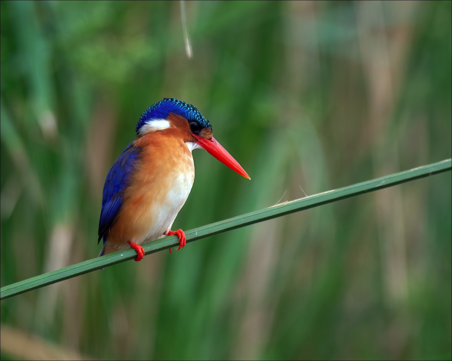 Malachite Kingfisher (Malachietijsvogel)