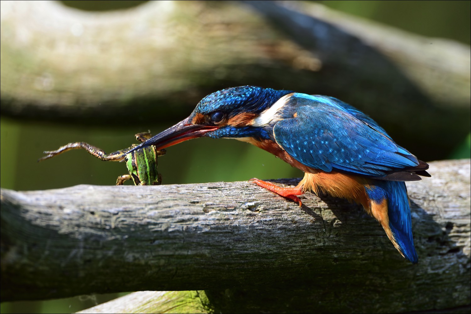 Common Kingfisher (Ijsvogel)