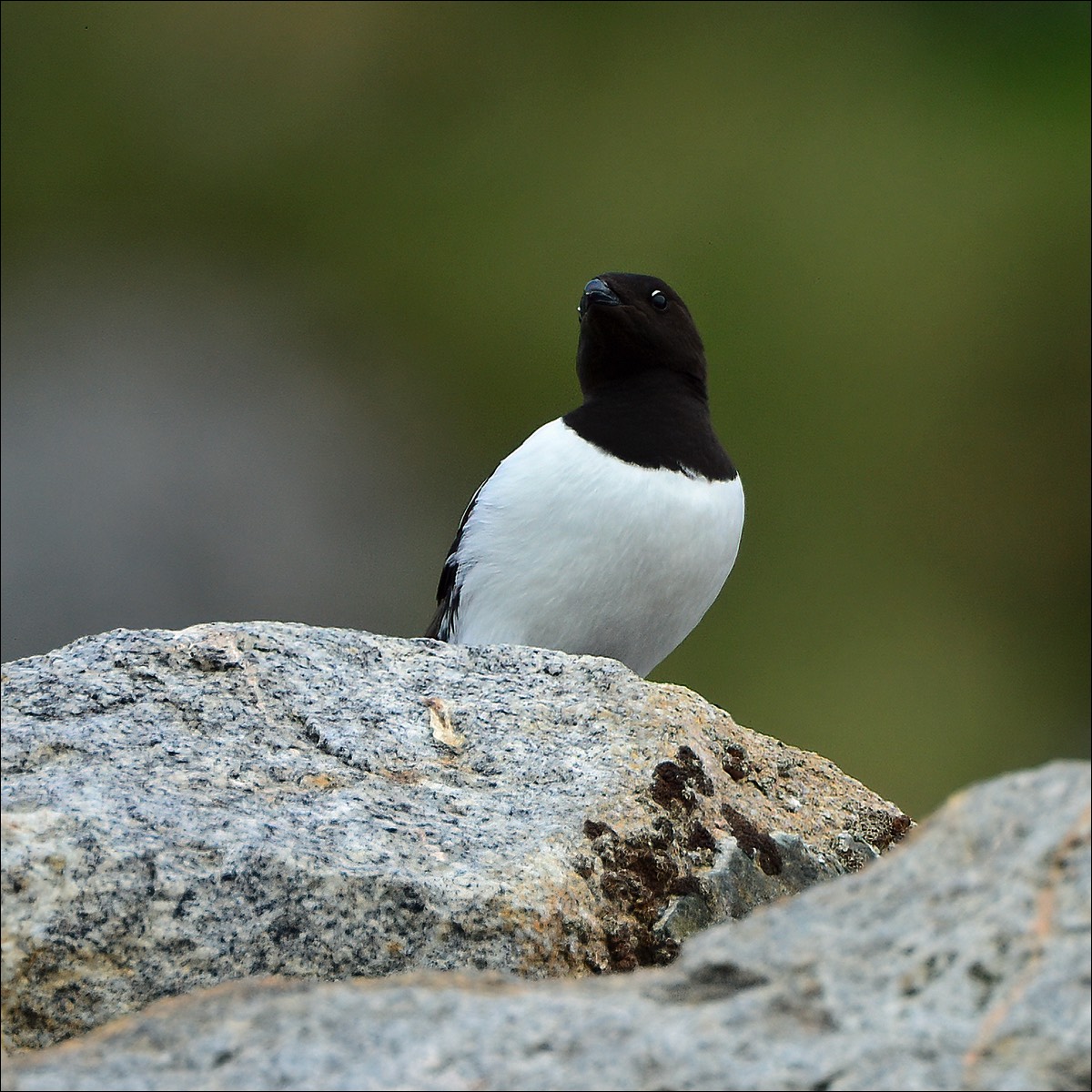 Stacks Image 130
