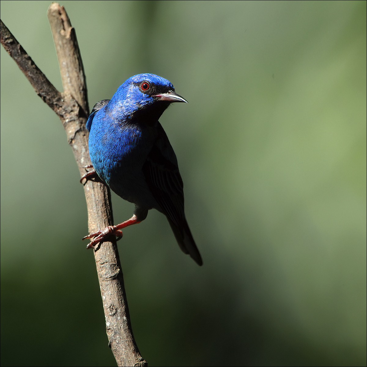 Blue dacnis (Blauwe Pitpit)