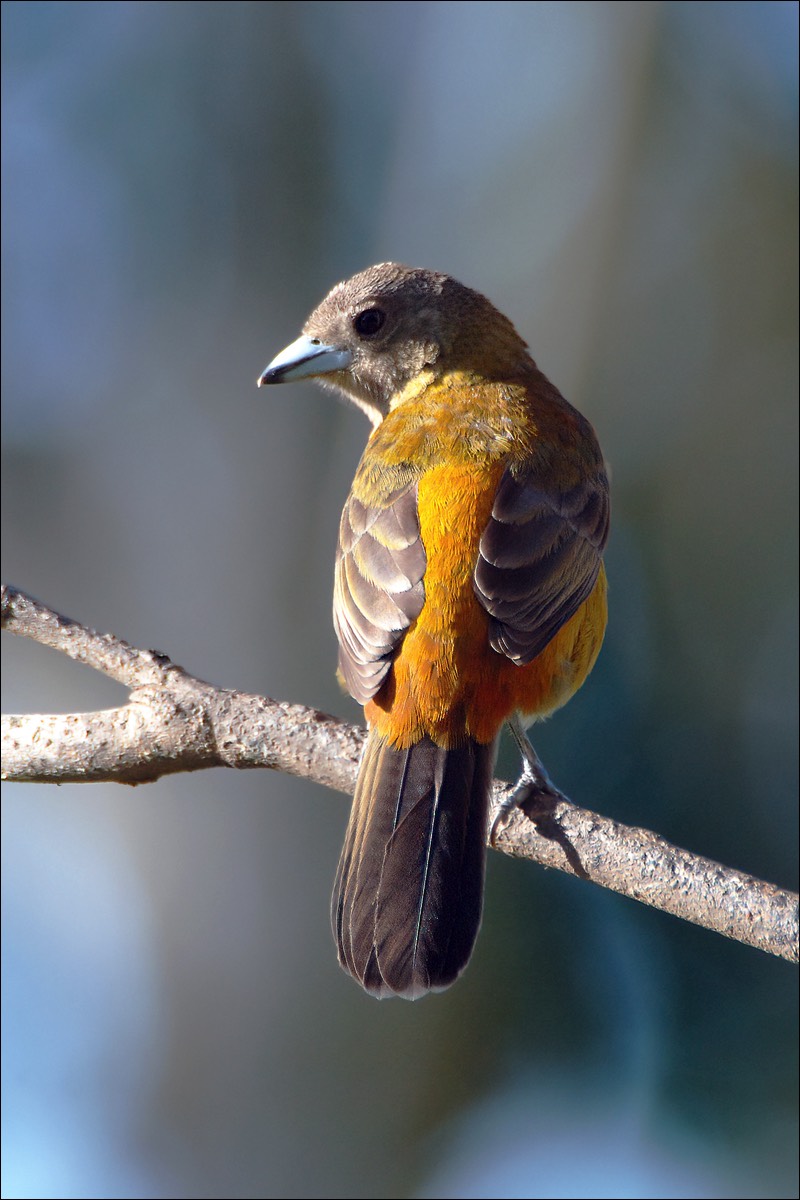 Cherries Tanager (Cherries Tangare)