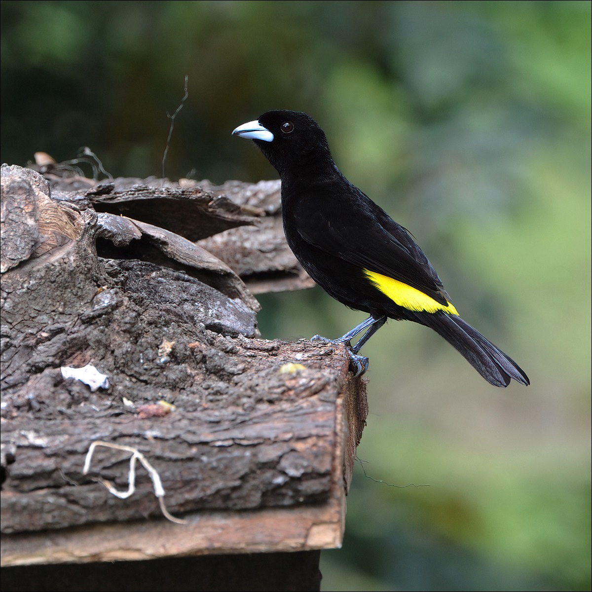 Flame-rumped Tanager (Vuurrug-tangare)