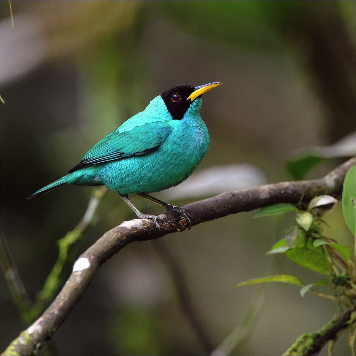 Green Honeycreeper (Groene Suikervogel)