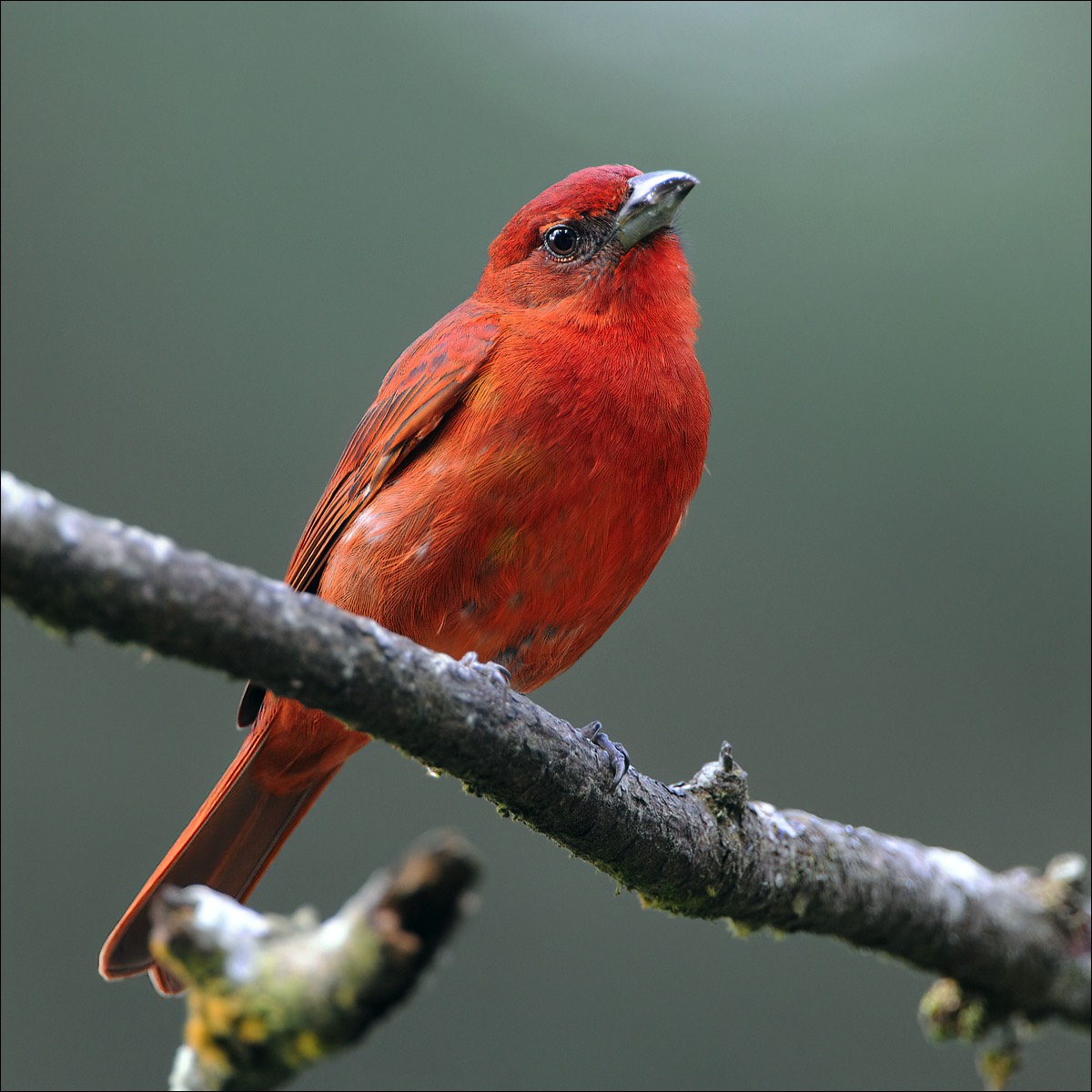 Hepatic Tanager (Levertangare)