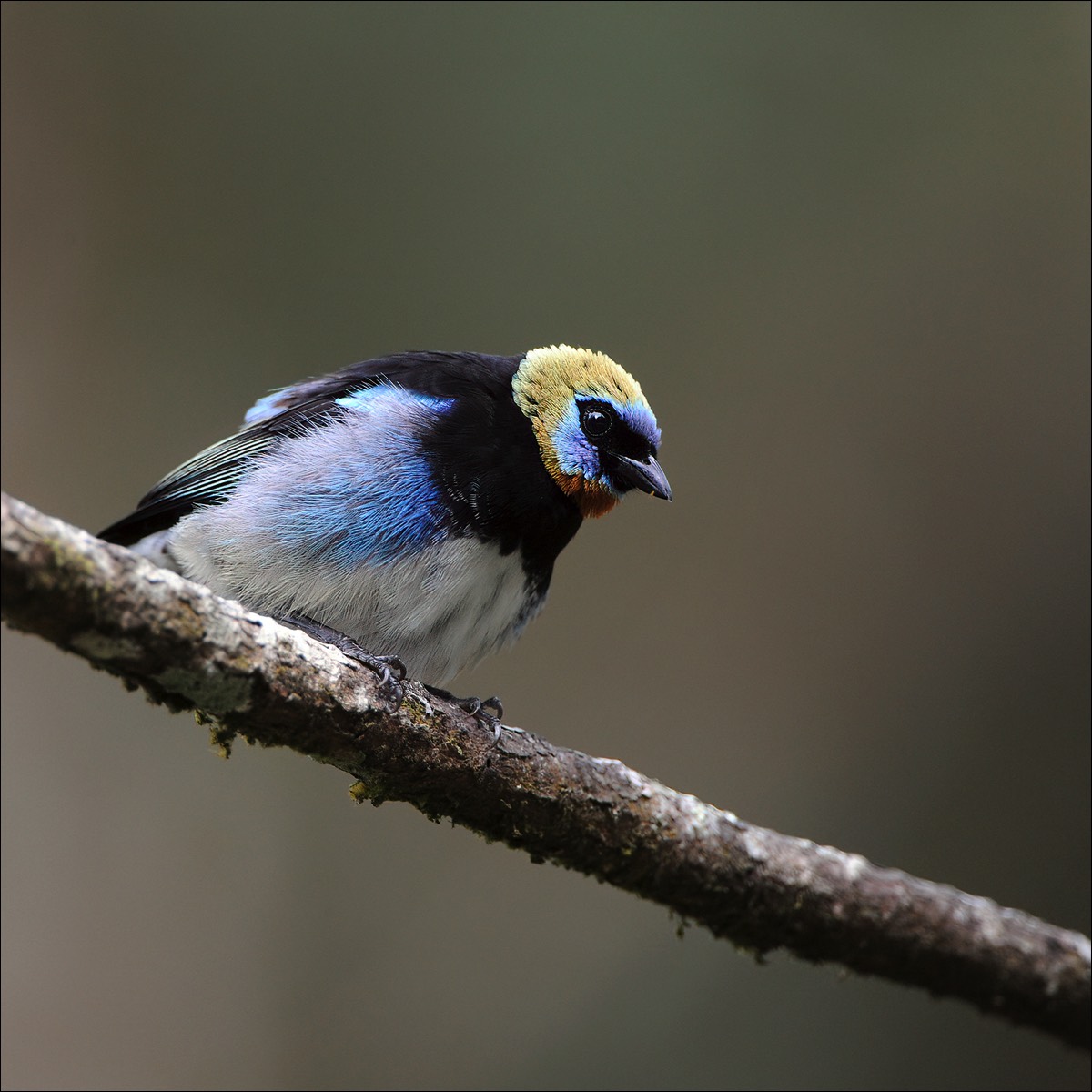 Golden-hooded Tanager (Purpermaskertangare)