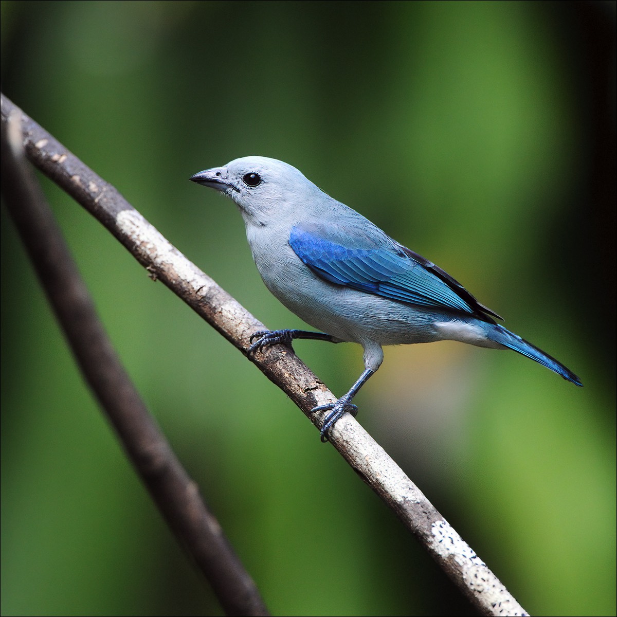 Blue-gray Tanager (Bisschopstangare)