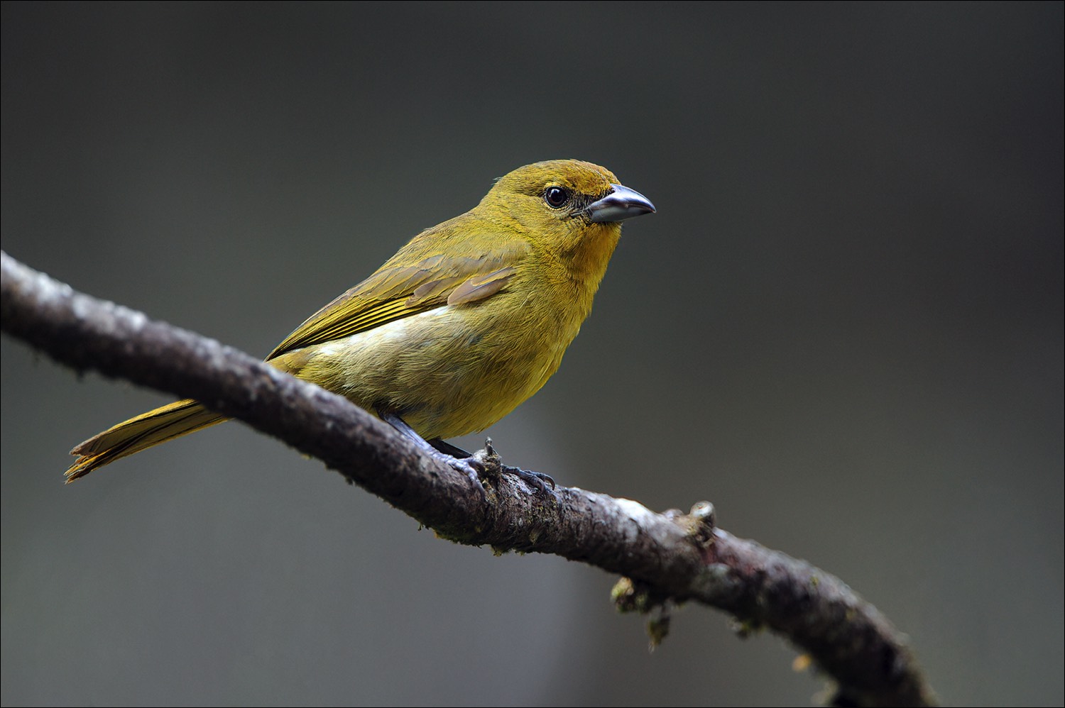 Hepatic Tanager (Levertangare)