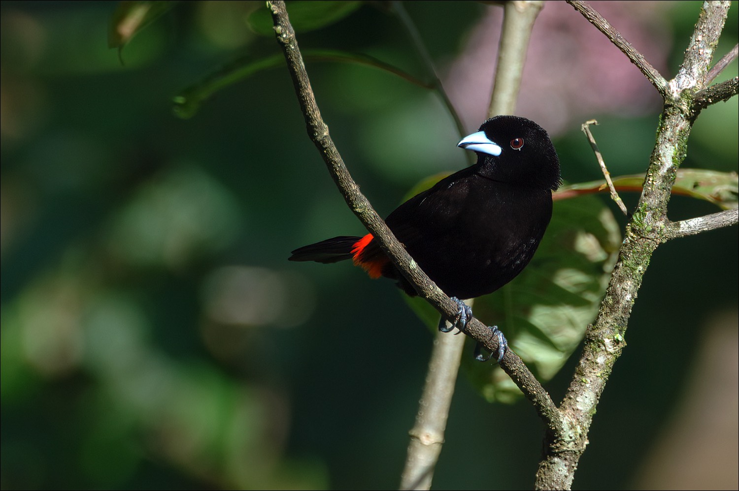 Passerinis Tanager (Roodrugtangare)