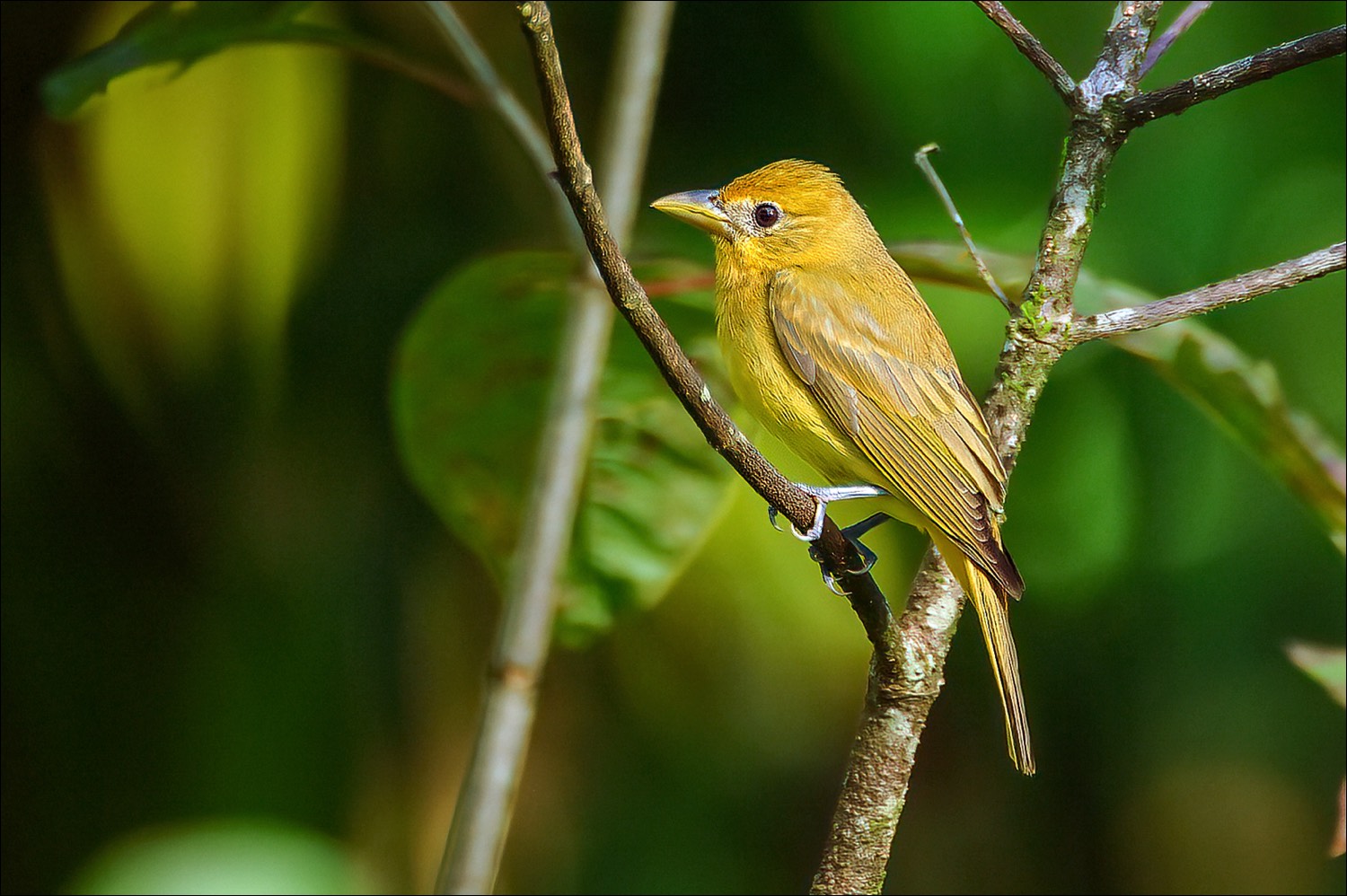 Summer Tanager (Zomertangare)