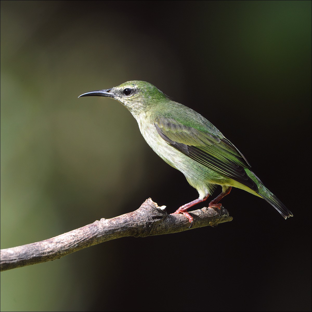 Red-legged Honeucreeper (Blauwe Suikervogel)