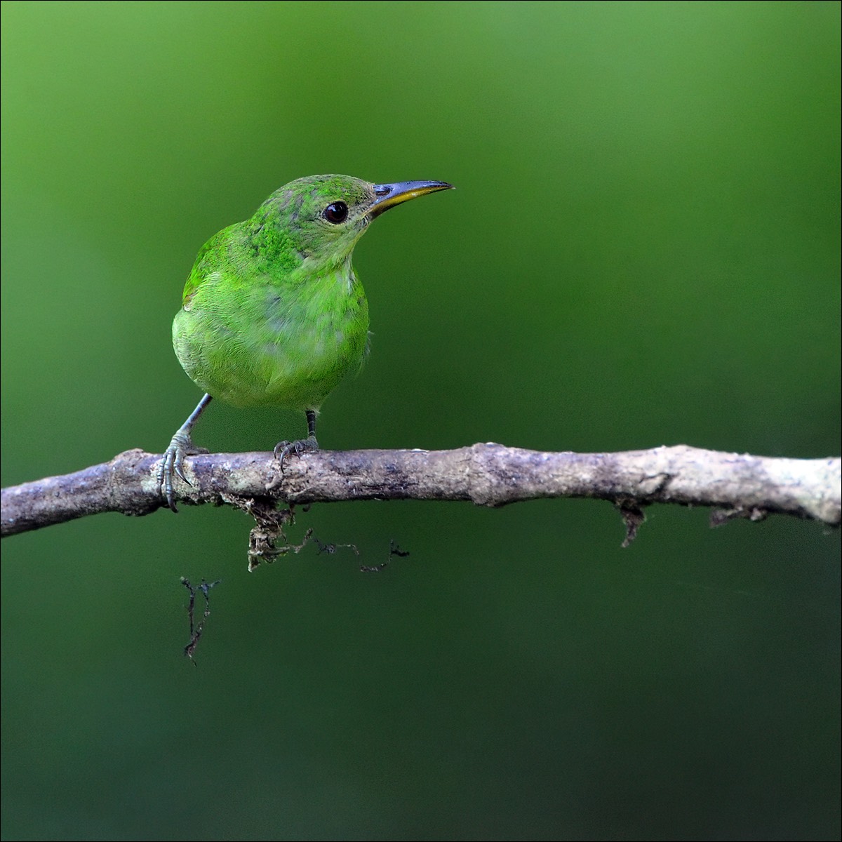 Green Honeycreeper (Groene Suikervogel)